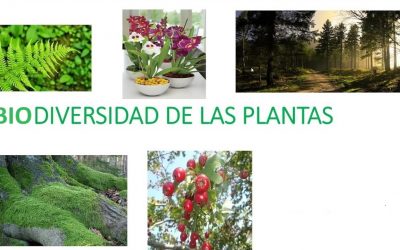Biodiversidad de las plantas