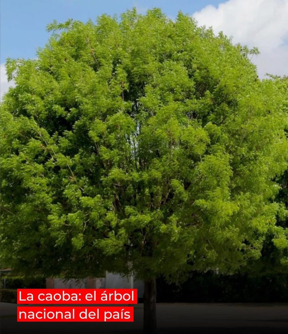 Caoba, árbol nacional | Gustavo Silva García
