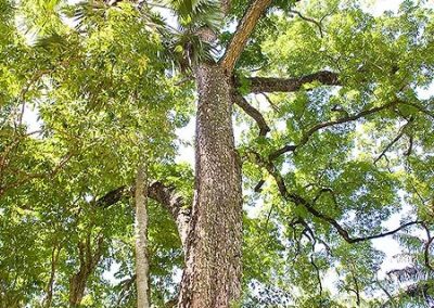 La caoba criolla, árbol nacional dominicano. - Revista Tinglar