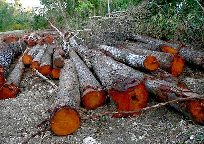La caoba criolla, árbol nacional dominicano. - Revista Tinglar