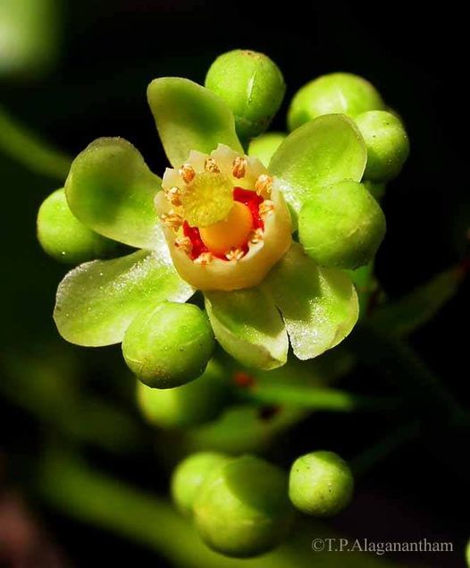Florcitas, Flor de la Caoba. Especie nativa de / Native to:…