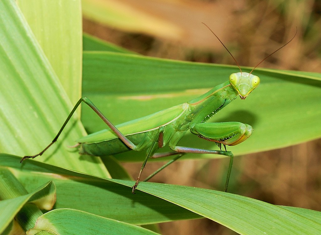 Mantis Religiosa Gustavo Silva Garc a