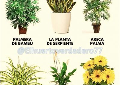6.- Plantas purificadoras de aire