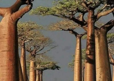 Baobab (Adansonia)