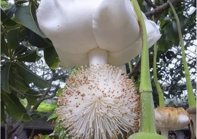 Baobab (Adansonia). Flor