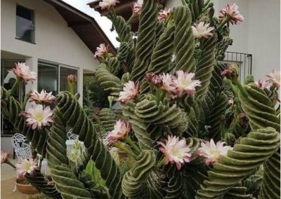 Cactus Tornillo (Cereus Forbesii Spiralis)
