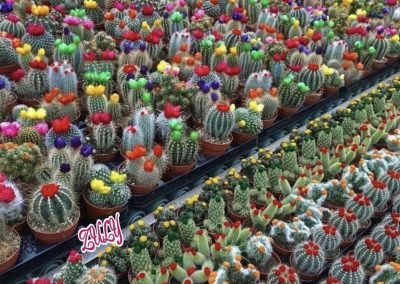 Cactus florecidos