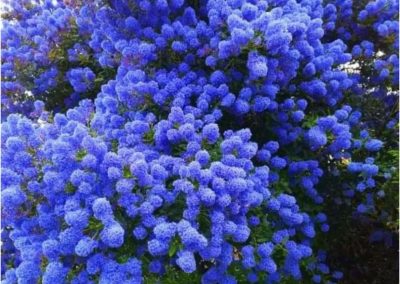 Ceanothus de flor azul o Lila californiana (Ceanothus thyrsiflorus)
