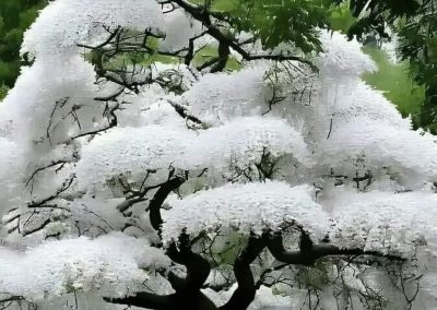Cerezo de flor japonés (Prunus serrulata)