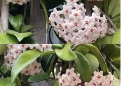 Flor de nácar o de cera (Hoya carnosa)