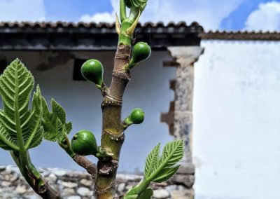 Higuera (Ficus carica) con brevas