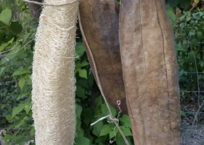 Musú o estropajo (Luffa cylindrica) en República Dominicana