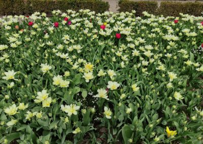 Narcisos en flor. 17-3-2024