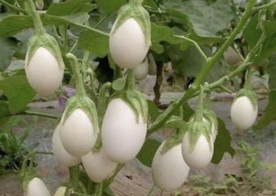 Planta del huevo (Solanum ovigerum)