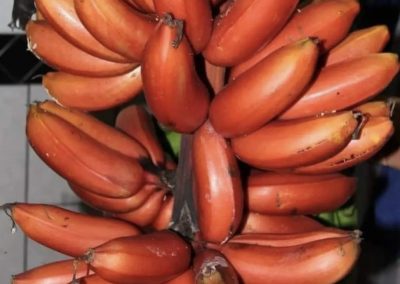 Plátano malayo o plátano rojo (Musa acuminata)