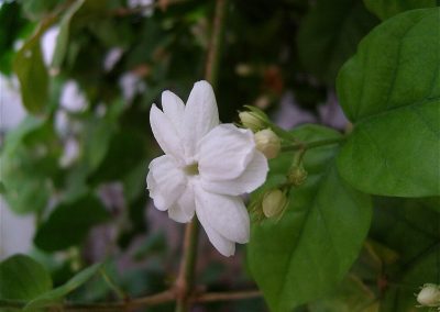 Sampaguita (Jasminum sambac) es una flor típica de Filipinas