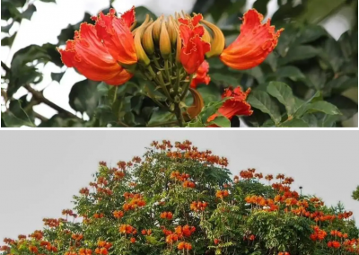 Tulipanero africano y Amápola en República dominicana (Spathodea campanulata)
