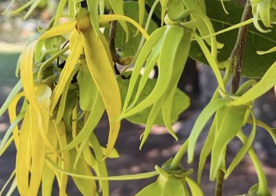 Ylang-ylang o flor de cananga (Cananga odorata)